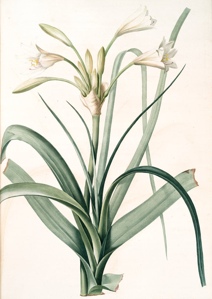 Detail of Amaryllis longifolia, Crinum longifolium, Long-leaved Amaryllis by Pierre Joseph Redouté