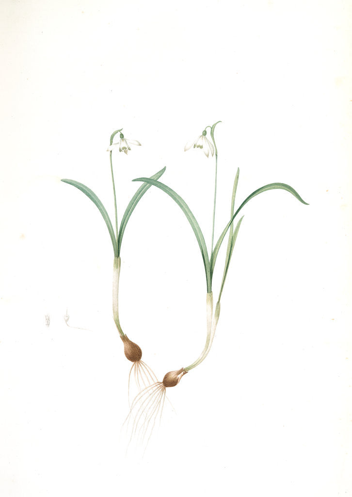 Detail of Galanthus nivalis, Galanthine perce-neige; Snowdrop by Pierre Joseph Redouté