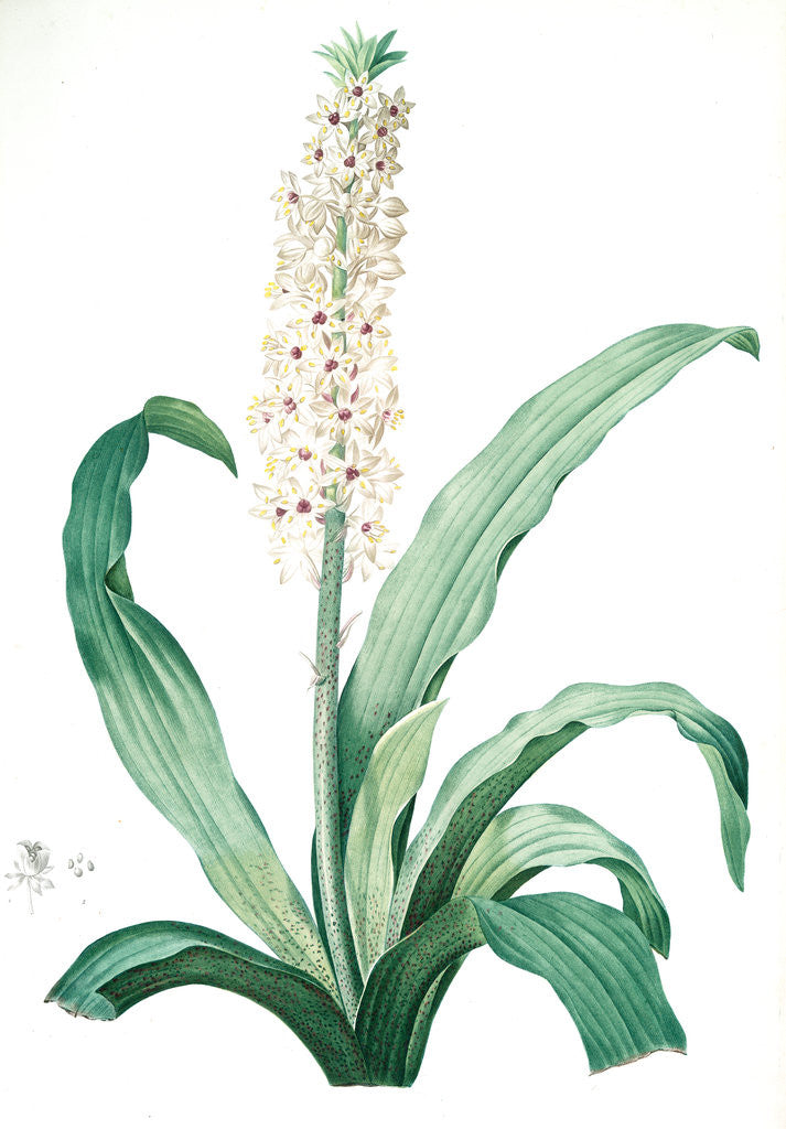 Detail of Eucomis punctata, Eucomis comosa; Eucomis ponctuée; Pineapple-Flower by Pierre Joseph Redouté