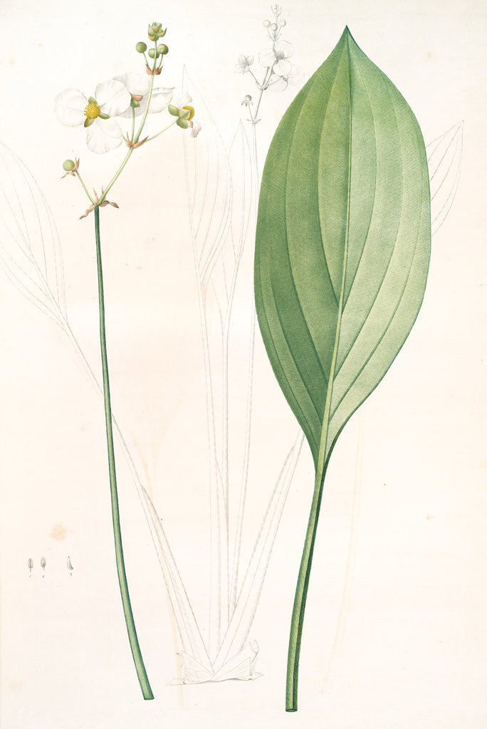 Detail of Sagittaria ovata, Sagittaria lancifolia; Sagittaire à feuilles ovales by Pierre Joseph Redouté