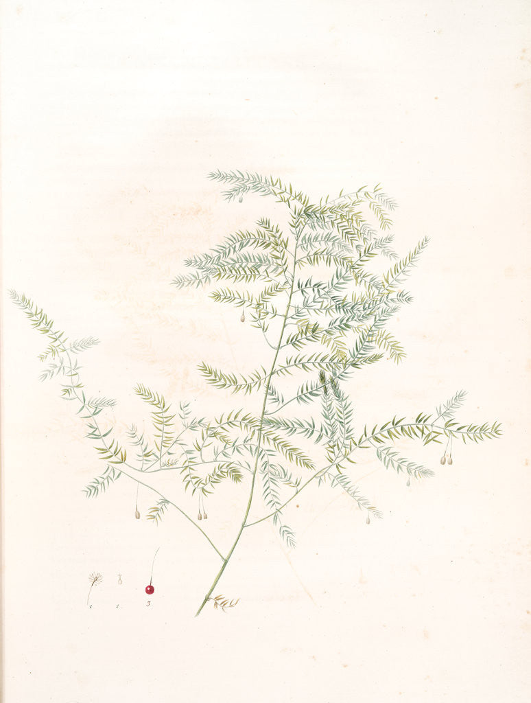 Detail of Asparagus pectinatus, Asparagus scandens; Asperge à feuilles en peigne by Pierre Joseph Redouté