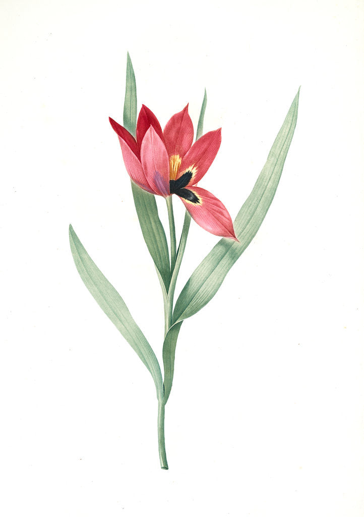 Detail of Tulipa oculus-Colis, Tulipe æil de Coleil by Pierre Joseph Redouté