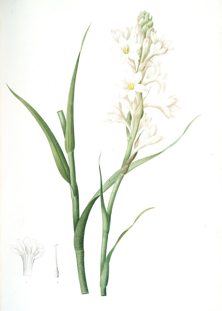 Detail of Polianthes tuberosa, Polianthe tubérose; Tuberose by Pierre Joseph Redouté