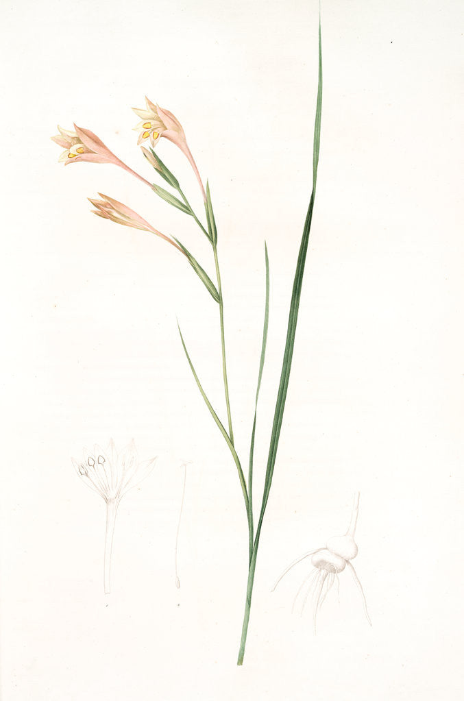 Detail of Gladiolus angustus, Glaïeul à feuilles étroites, Narrow-leaved corn flag; Long-tubed painted lady by Pierre Joseph Redouté