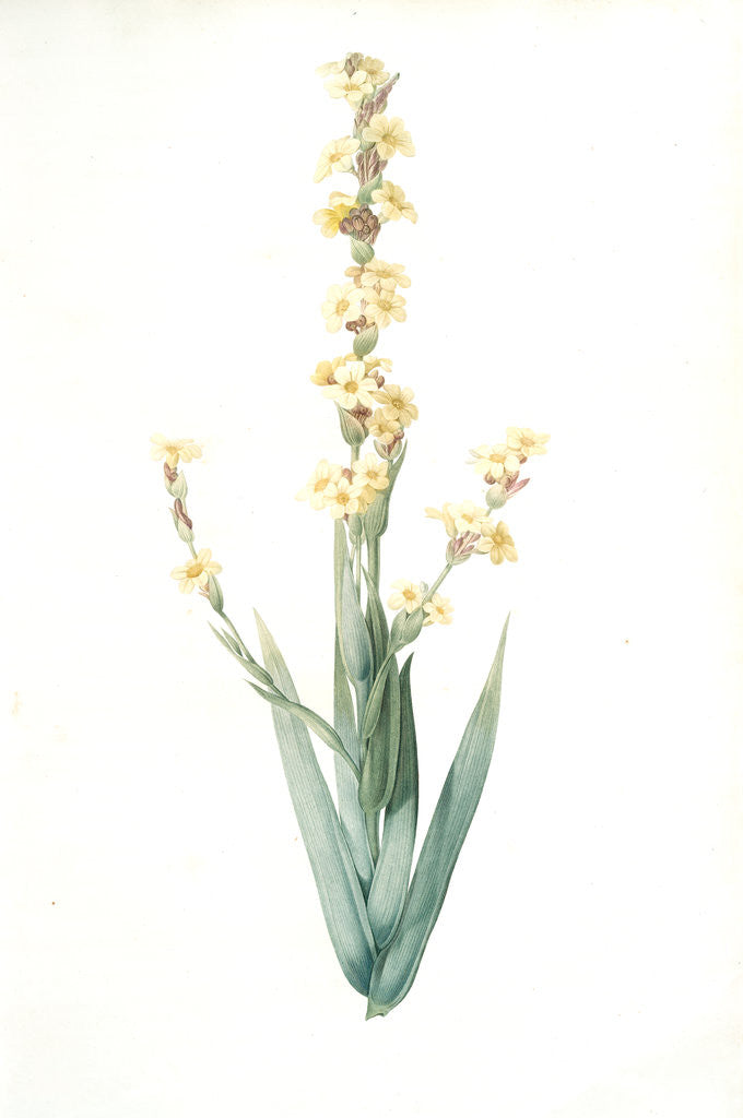 Detail of Sisyrinchium striatum, Bermudienne striée, Argentine yellowe-eyed grass; Satin flower by Pierre Joseph Redouté