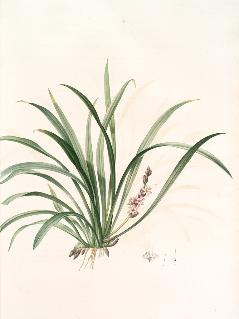 Detail of Sansevieria carnea, Reineckia carnea by Pierre Joseph Redouté