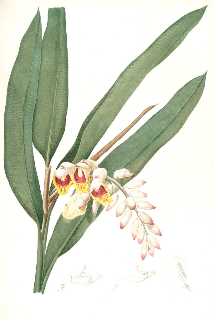 Detail of Globba nutans, Alpinia nutans; Globbée pendante., dwarf cardamom; Amomum compactum, Amomum compactum by Pierre Joseph Redouté