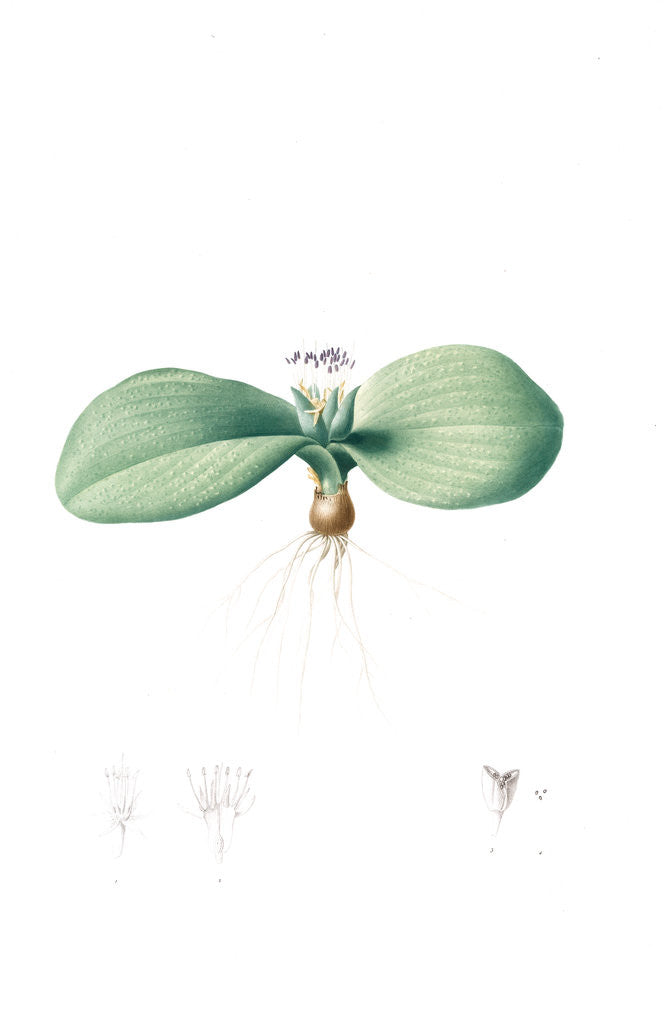 Detail of Massonia pustulata, Massonie pustuleuse, Shagreen-leaved Massonia by Pierre Joseph Redouté