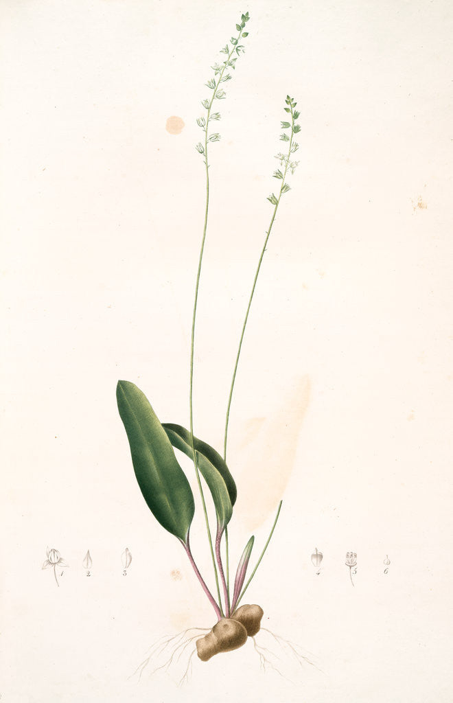 Detail of Eriospermum lanceaefolium, Eriosperme à feuilles en lance by Pierre Joseph Redouté