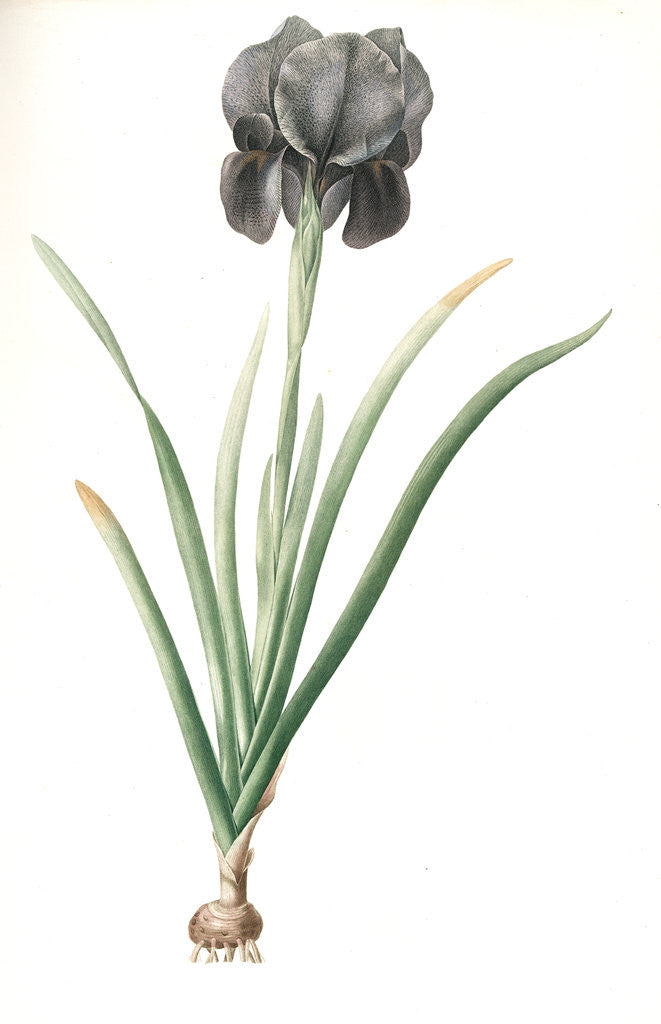 Detail of Iris susiana, Iris suzianna; Iris de Suse; Mourning Iris by Pierre Joseph Redouté