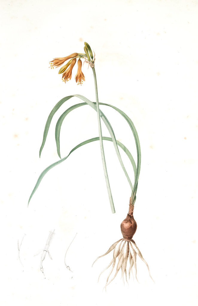 Detail of Pancratium croceum, Stenomesson croceum; Pancrace safrané by Pierre Joseph Redouté