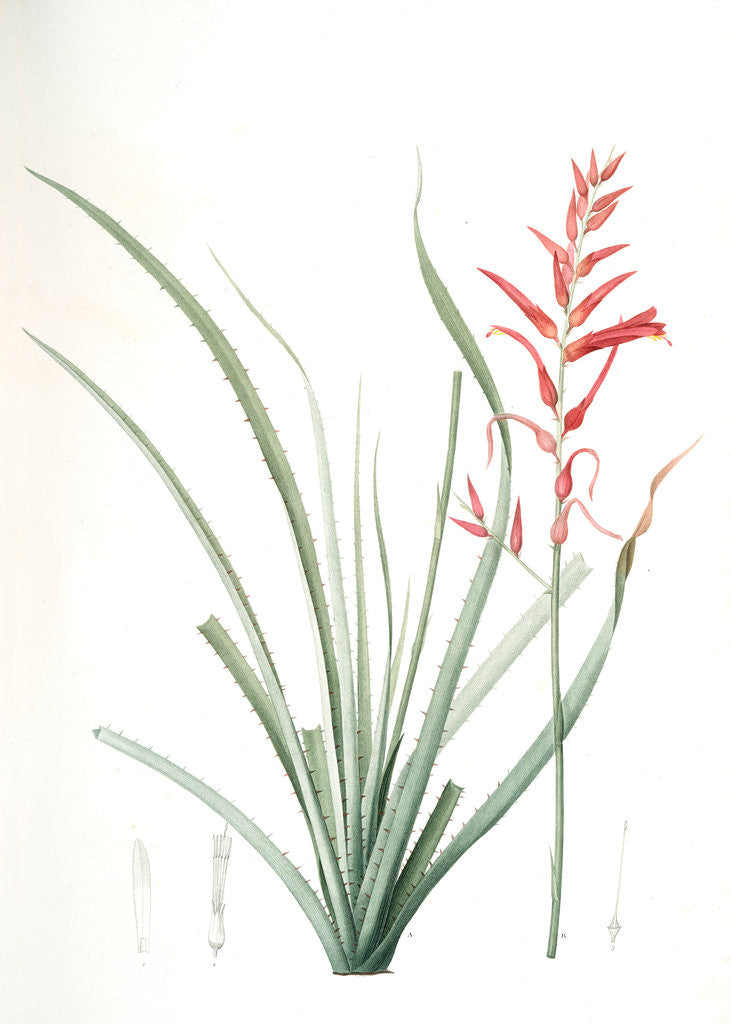 Detail of Pitcairnia angustifolia, Pitcairnia á feuille étroite, Pina cortadora by Pierre Joseph Redouté