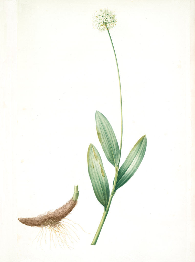 Detail of Allium victorialis, Ail victoriale, Victory onion by Pierre Joseph Redouté