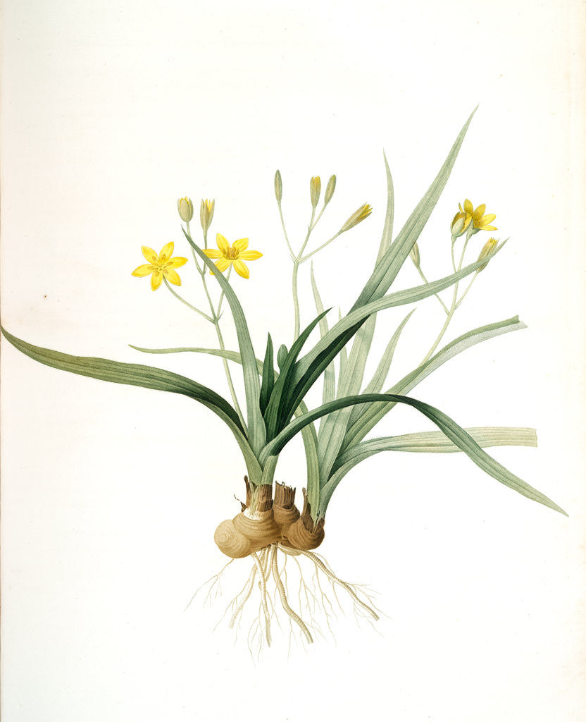 Detail of Hypoxis sobolifera, Hypoxis villosa; Hypoxis à rejetons; Star-Grass by Pierre Joseph Redouté