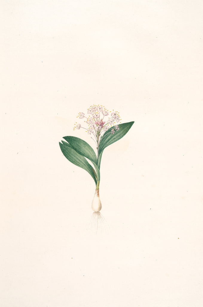 Detail of Massonia violacea, Massonie violette by Pierre Joseph Redouté