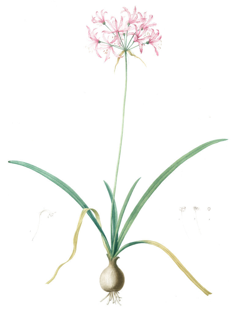 Detail of Amaryllis undulata, Nerine undulata; Amaryllis ondulée, Wavy Fairwort by Pierre Joseph Redouté