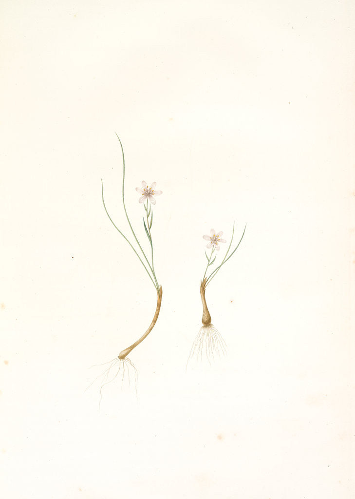 Detail of Phalangium serotinum, Lloydia serotina; Phalangère tardive Alp Lily by Pierre Joseph Redouté