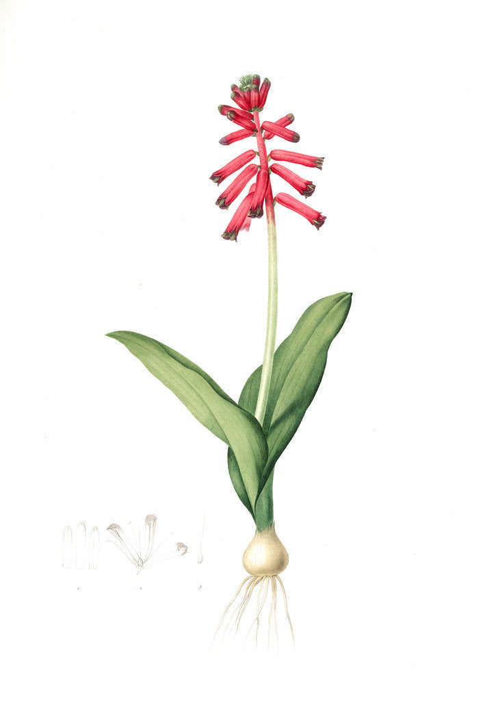 Detail of Lachenalia pendula, Lachenale pendante, Pendulous Lachenalia by Pierre Joseph Redouté