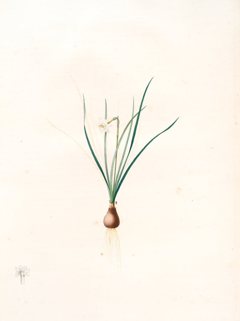 Detail of Narcissus pumilus, Narcisse nain by Pierre Joseph Redouté