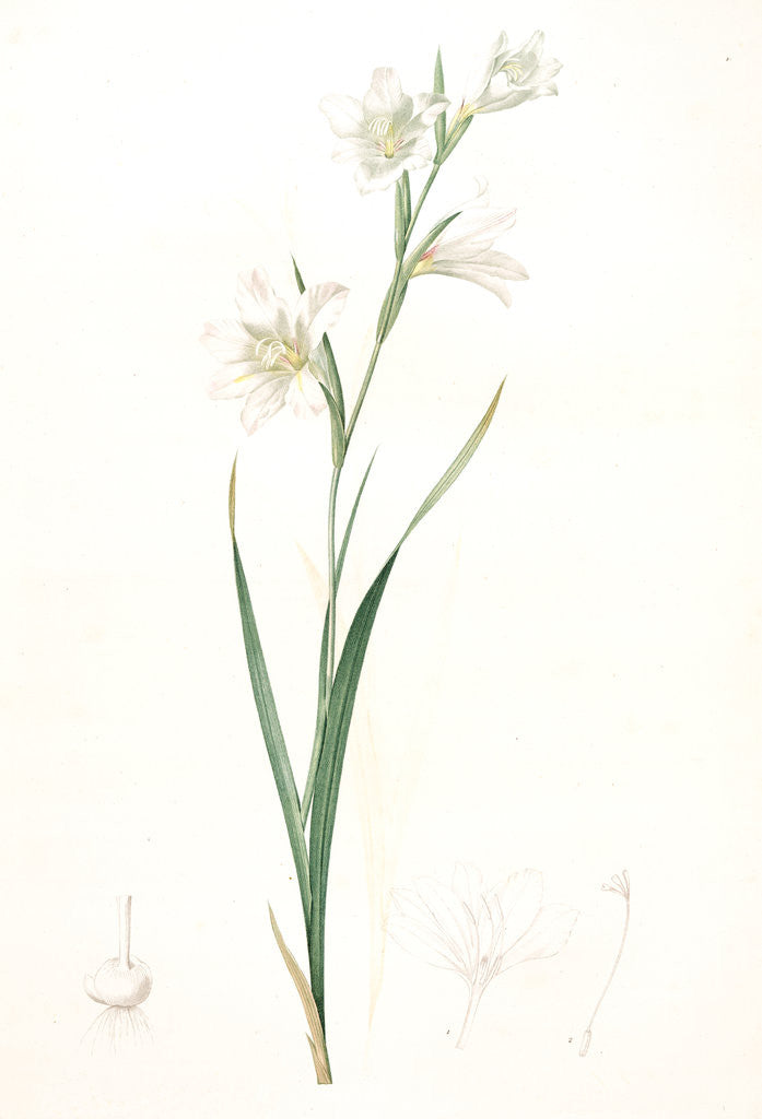 Detail of Gladiolus carneus, Glaïeul couleur de chair, Flesh-colored Sword-Lily by Pierre Joseph Redouté