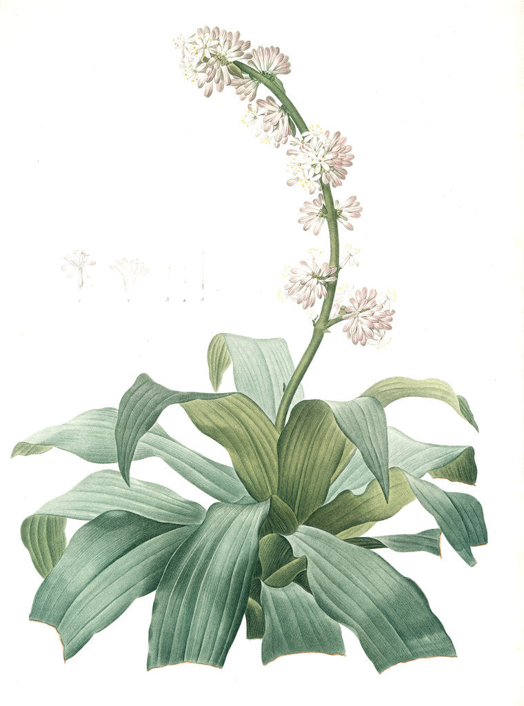 Detail of Aletris fragrans, Dracaena sp. Aletris odorant, Corn plant by Pierre Joseph Redouté