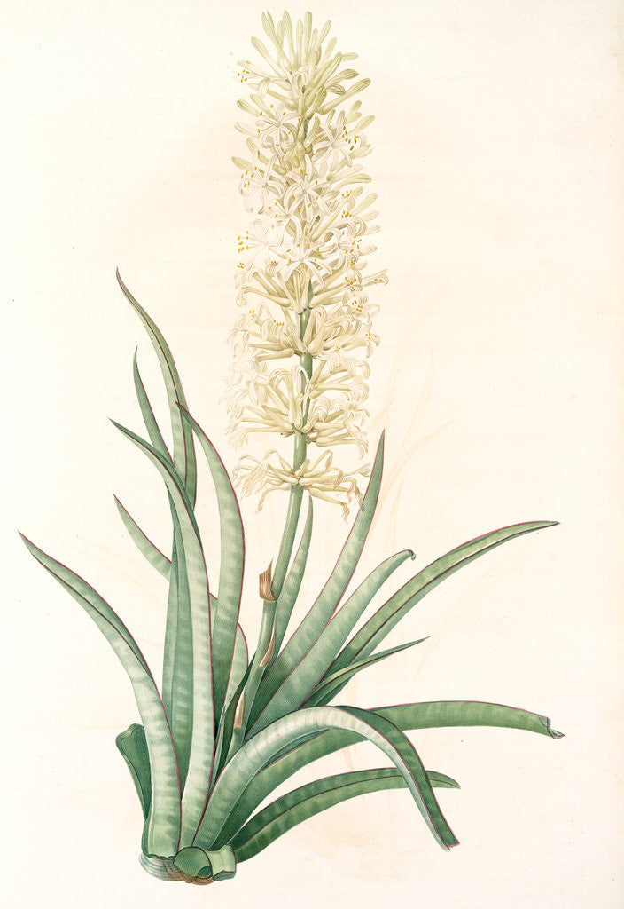 Detail of Sansevieria zeylanica, Sanseviera de Ceylan; Devil's Tongue, Ceylon Bowstring hemp by Pierre Joseph Redouté