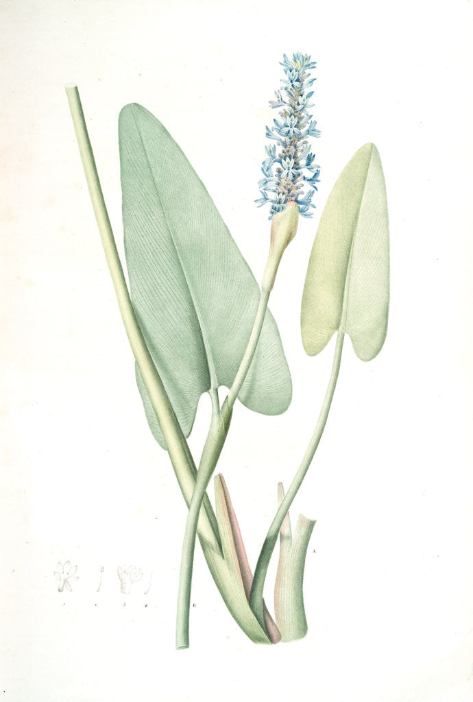 Detail of Pontederia cordata, Pontederie en coeur; Pickerel weed, Wampee by Pierre Joseph Redouté