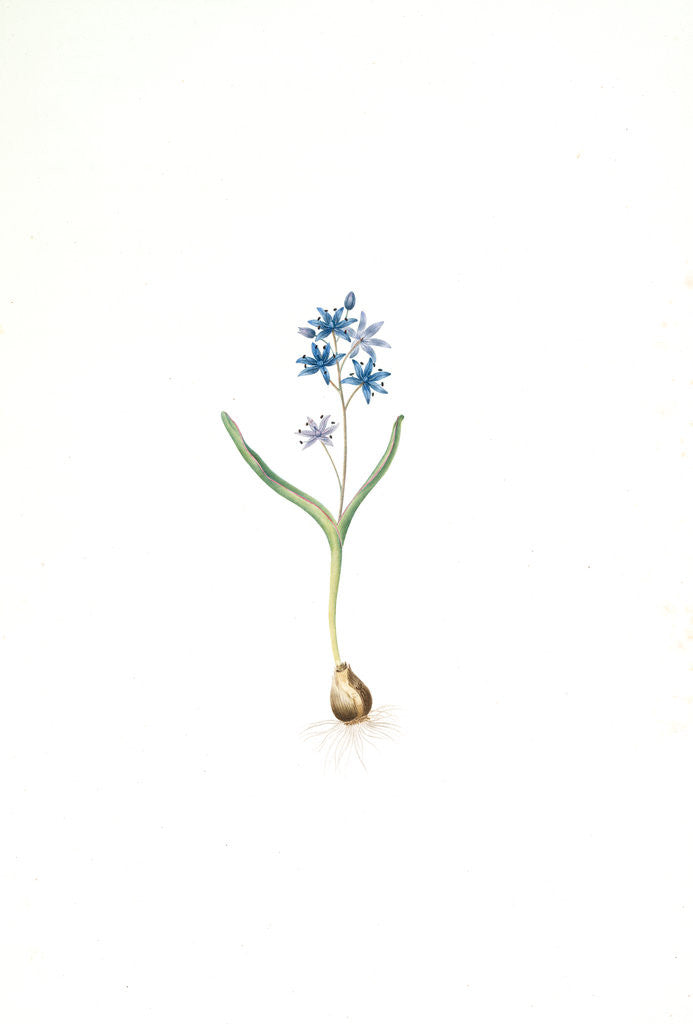 Detail of Scilla bifolia, Scille à deux feuilles, Early squill by Pierre Joseph Redouté
