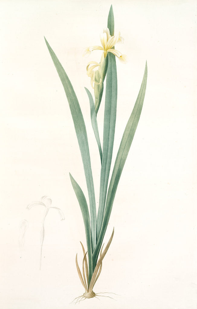 Detail of Iris stenogyna, Iris halophila; Iris à stigmates étroits, Long-leaved flag by Pierre Joseph Redouté