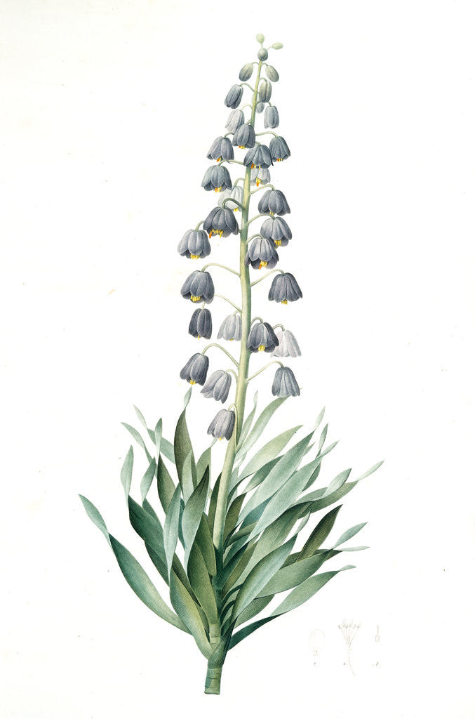 Detail of Fritillaria persica, Fritillaire de Perse; Persian Fritillary by Pierre Joseph Redouté