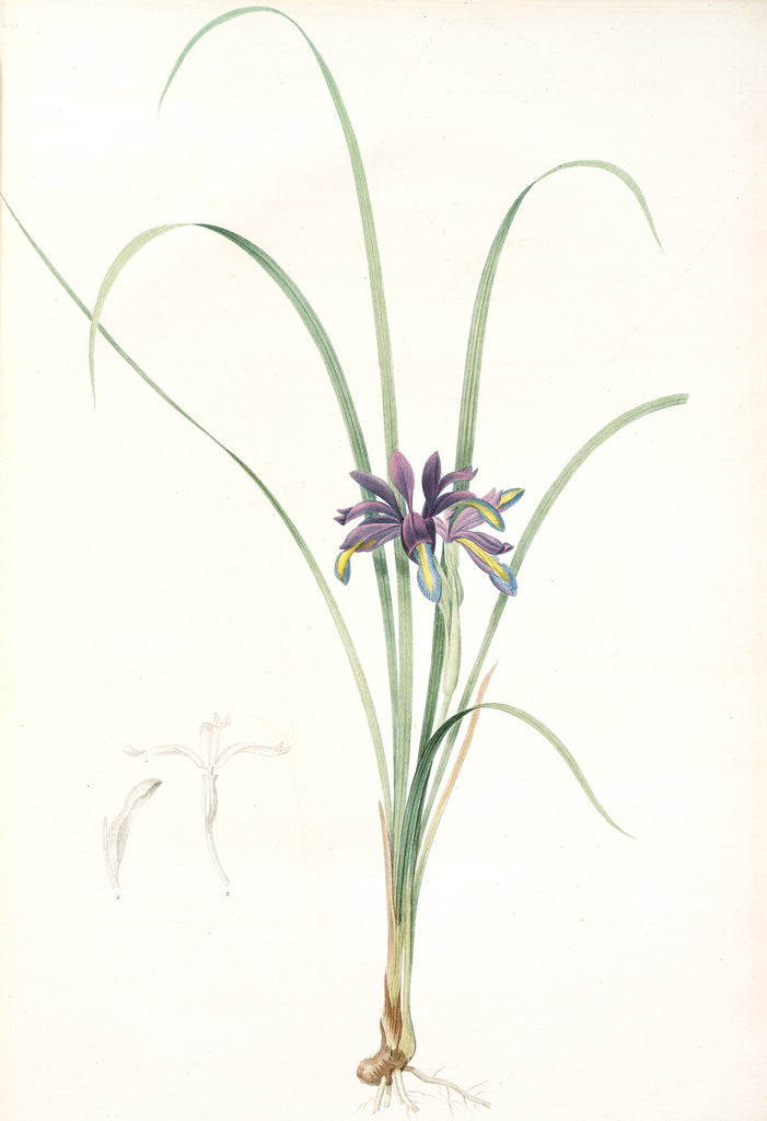Detail of Iris graminea, Iris à feuilles de gramen by Pierre Joseph Redouté