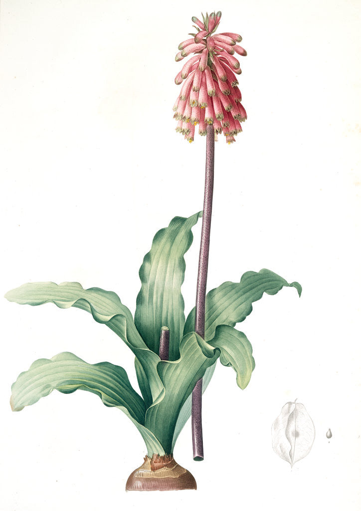 Detail of Veltheimia capensis, Veltheimia viridifolia, Green-leaved Forest Lily by Pierre Joseph Redouté