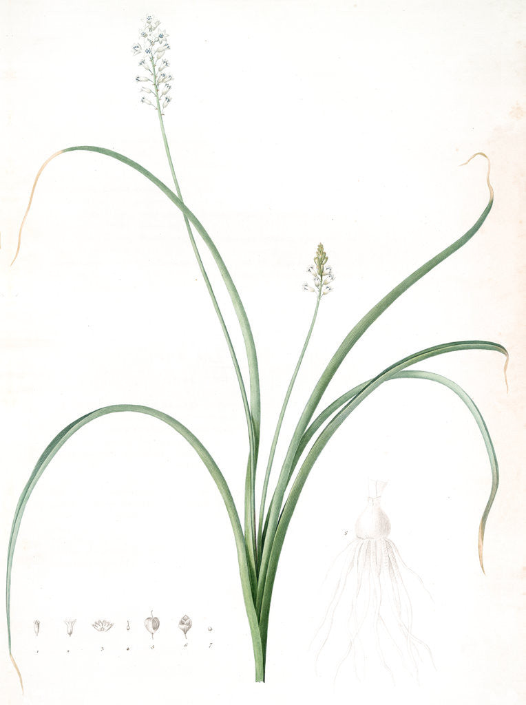 Detail of Hyacinthus romanus, Jacinthe d'Italie, Roman Hyacinth by Pierre Joseph Redouté