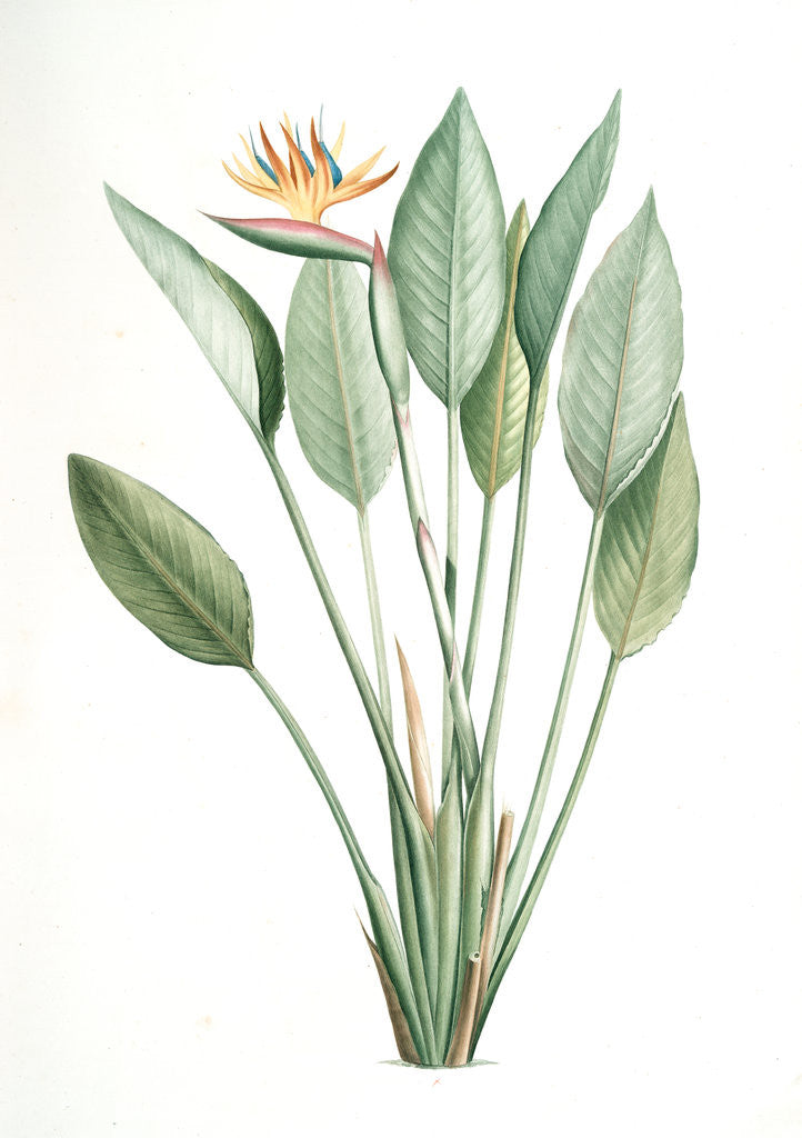 Detail of Strelitzia Reginae, Strelitzia reginae; Strelitzia de la reine; Bird of Paradise flower, Crane flower by Pierre Joseph Redouté