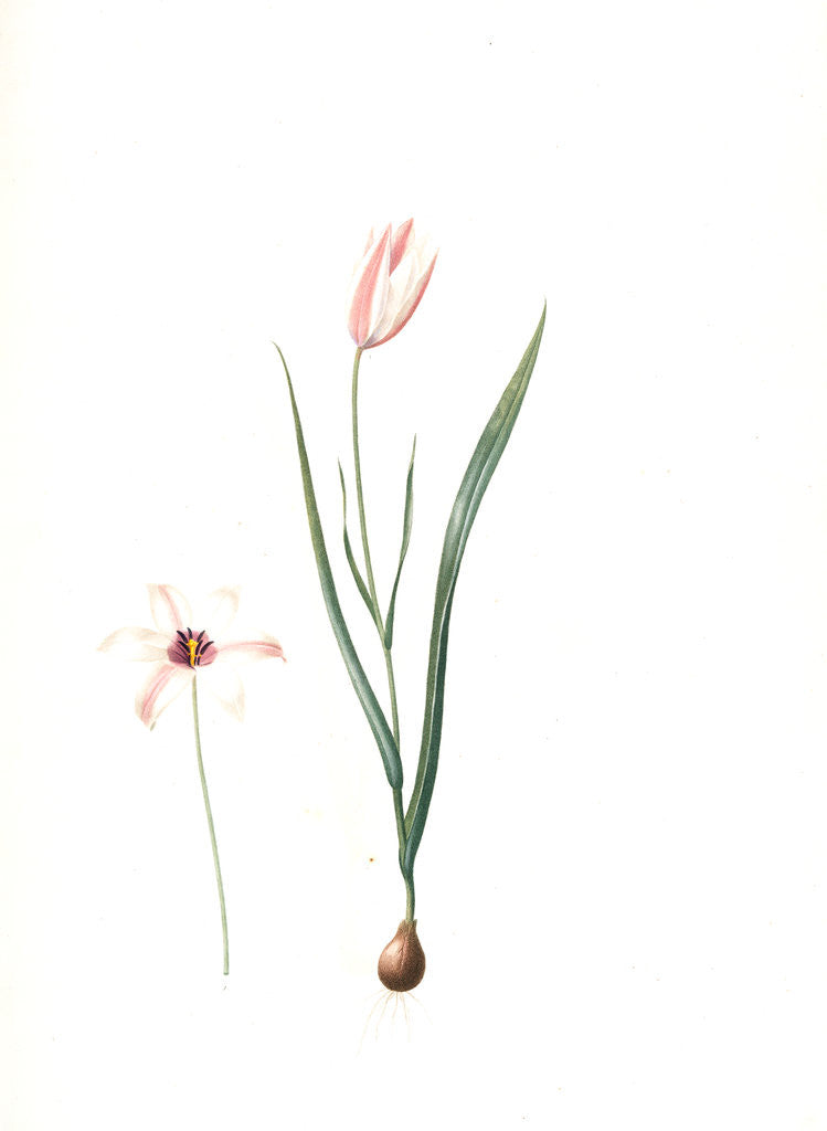 Detail of Tulipa Clusiana, Tulipe de l'Ecluse, Lady Tulip by Pierre Joseph Redouté