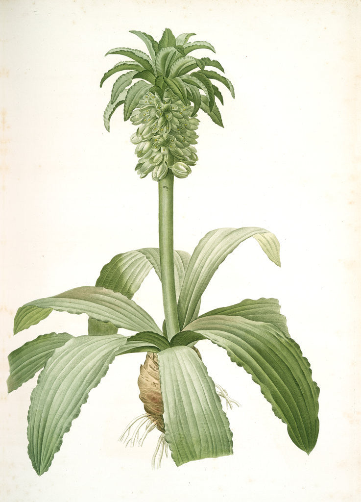 Detail of Eucomis regia, Eucomis royale, Pineapple Lily by Pierre Joseph Redouté