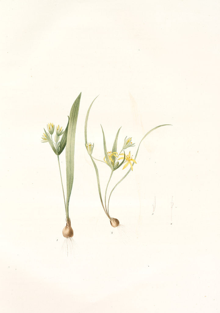 Detail of Ornithogalum luteum-O. minimum, Gagea sp; Ornithogale jaune; Ornithogale nain by Pierre Joseph Redouté
