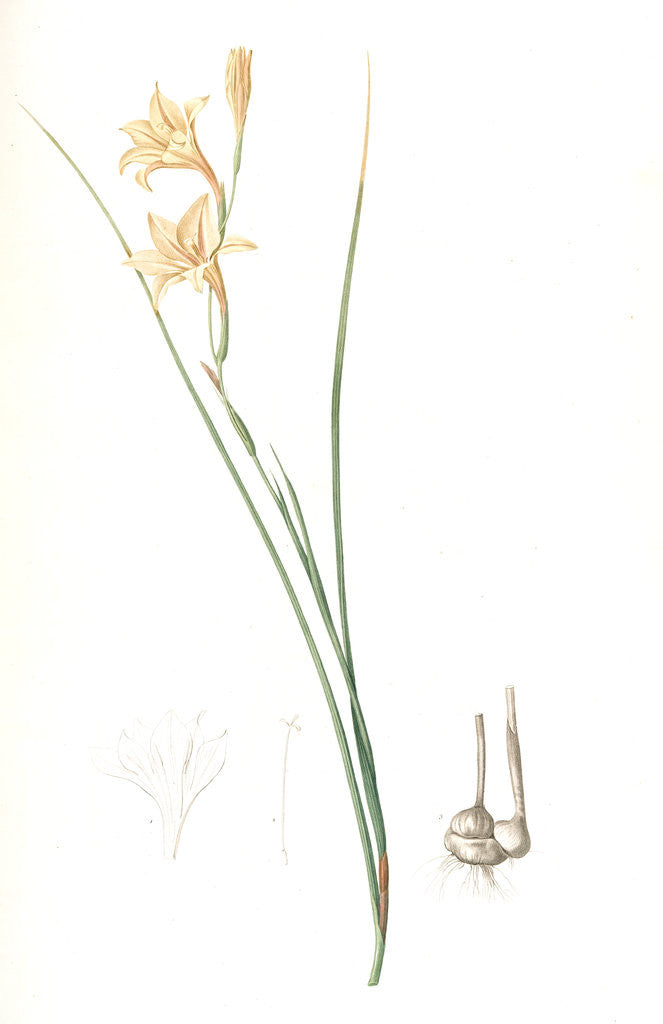 Detail of Gladiolus tristis, Glaïel ondulé, Marsh Afrikaner; Square-leaved Corn-flag by Pierre Joseph Redouté
