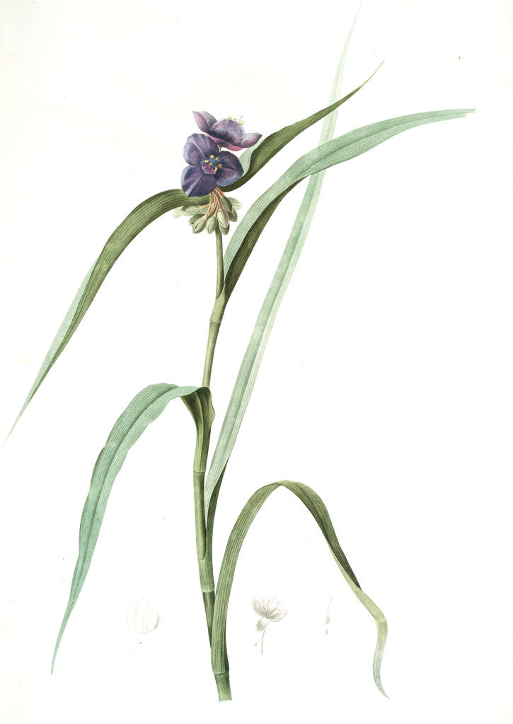 Detail of Tradescantia virginica, Tradescantia virginica; Ephémérine de Virginie, Transitory of Virginia; Spiderwort by Pierre Joseph Redouté