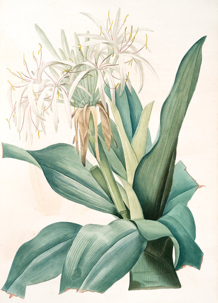 Detail of Crinum asiaticum, Crinum d'Asie, Poison bulb by Pierre Joseph Redouté