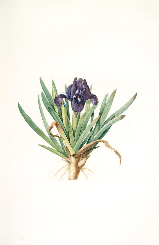 Detail of Iris pumila floribus violaceis, Iris naine à fleurs violettes by Pierre Joseph Redouté