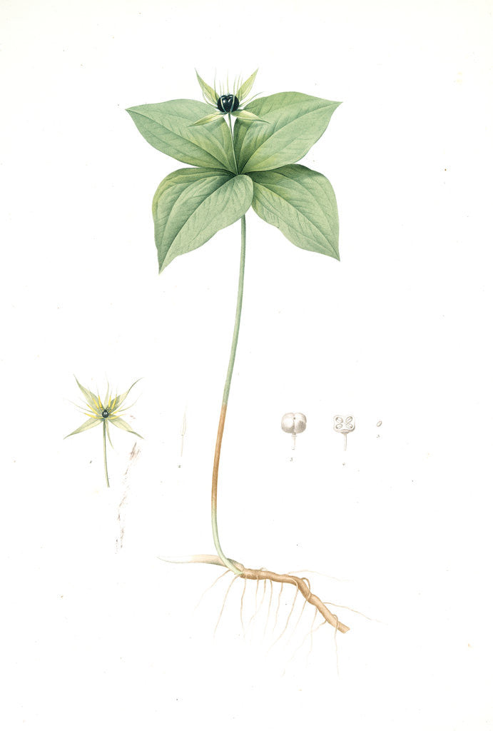 Detail of Paris quadrifolia, Parisette à quartre feuilles; Herb Paris, True-Love, or One-Berry by Pierre Joseph Redouté