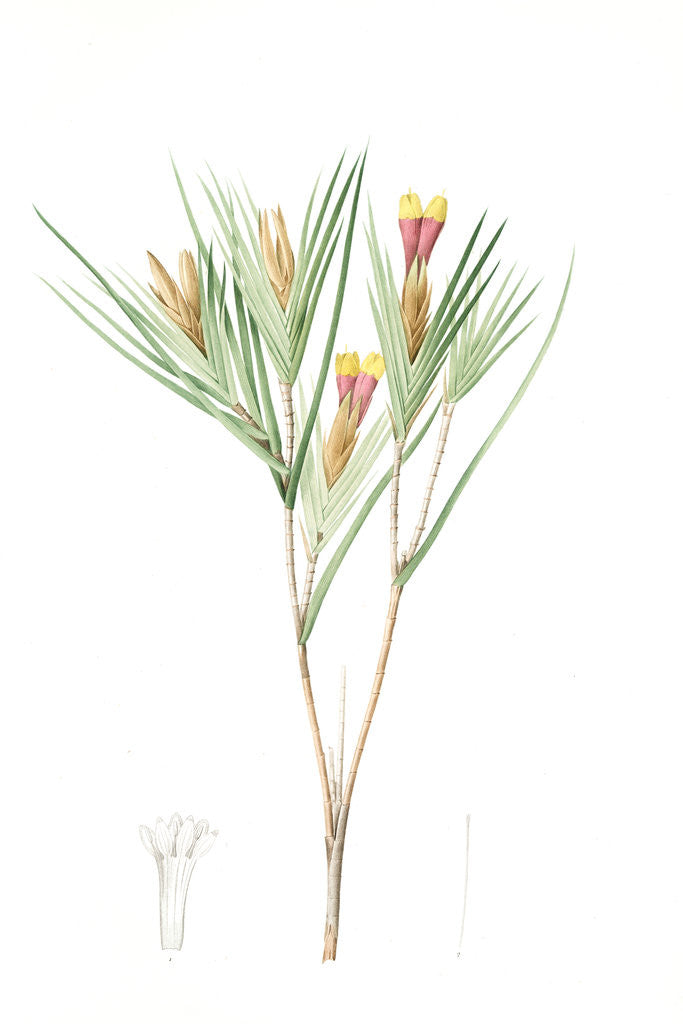 Detail of Witsenia Maura, Witsenia maure, Bokmakierie's tail by Pierre Joseph Redouté