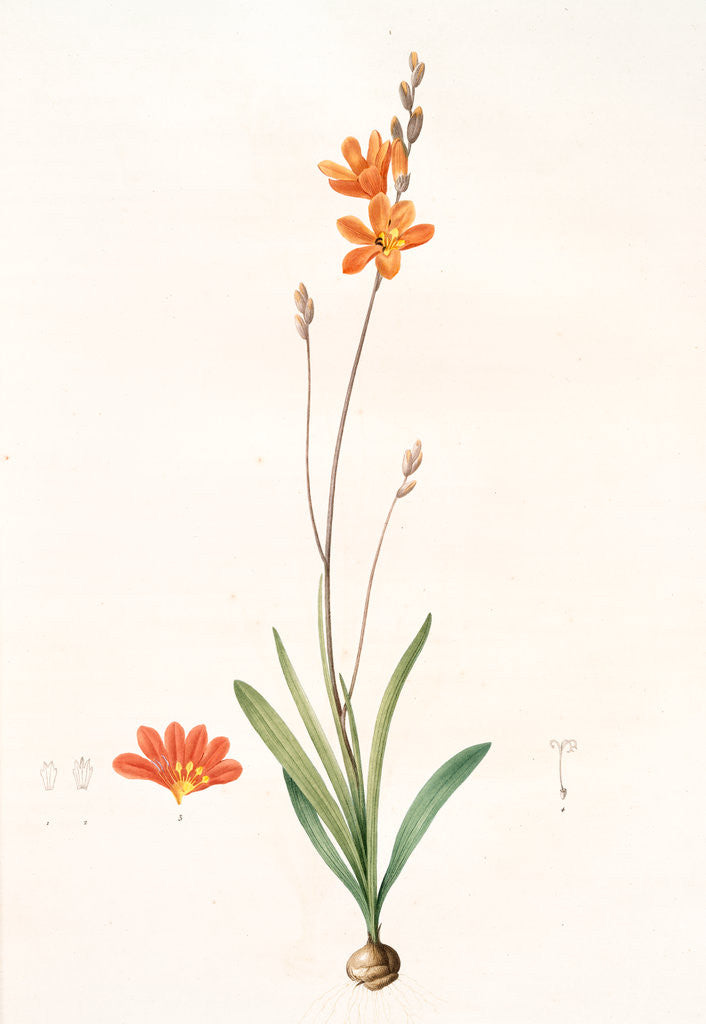 Detail of Ixia crocata, Tritonia crocata; Ixia safranée; Blazing Star, Saffron-colored Ixia by Pierre Joseph Redouté
