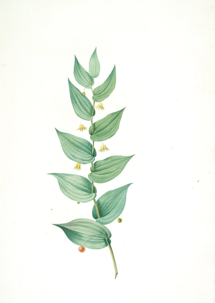 Detail of Streptopus amplexifolius, Streptore embrassant; Twisted Stalk by Pierre Joseph Redouté