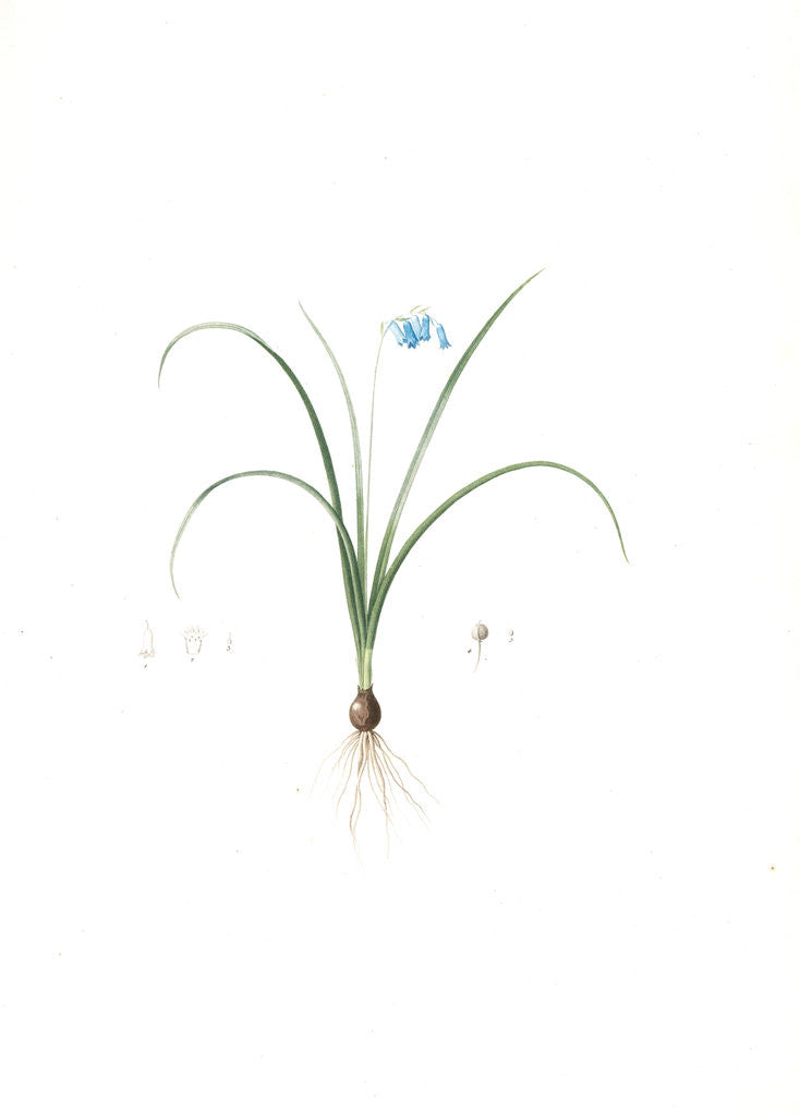 Detail of Hyacinthus amethystinus, Jacinthe améthyste, Spanish dwarf Hyacinth, Brimeura amethystina, Hyacinth of the Pyrenees by Pierre Joseph Redouté