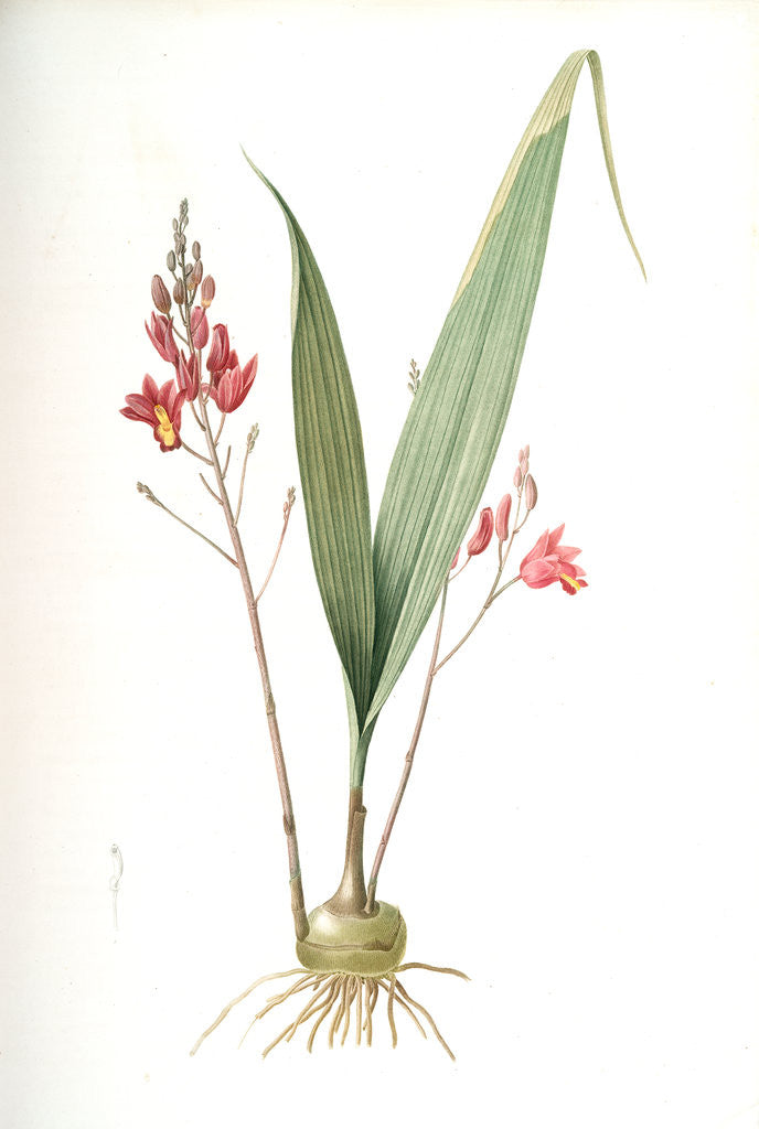 Detail of Limodorum purpureum, Bletia verecunda; Limodore pourpre, Pine pink by Pierre Joseph Redouté