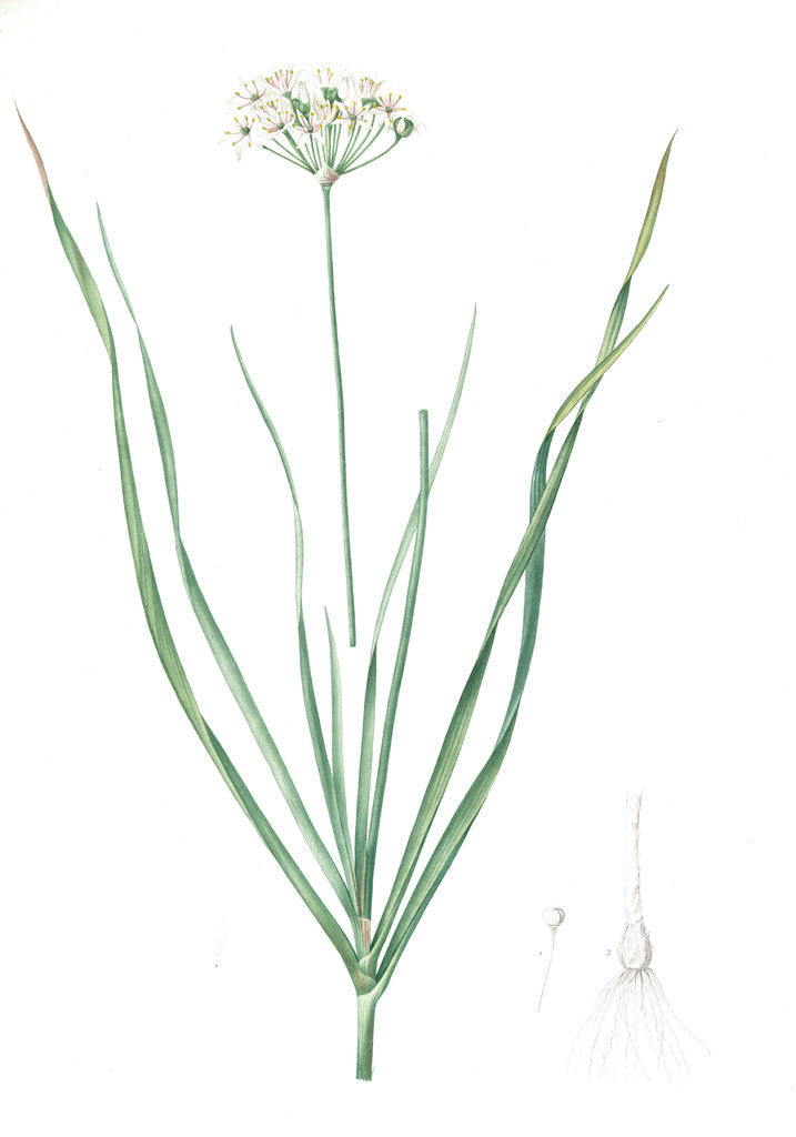 Detail of Allium tartaricum, Allium ramosum; Ail de Tartarie, Chinese chives; Fragrant-flowered garlic by Pierre Joseph Redouté