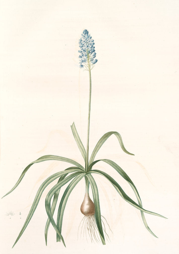 Detail of Scilla italica, Scille d'Italie; Italian Squill by Pierre Joseph Redouté