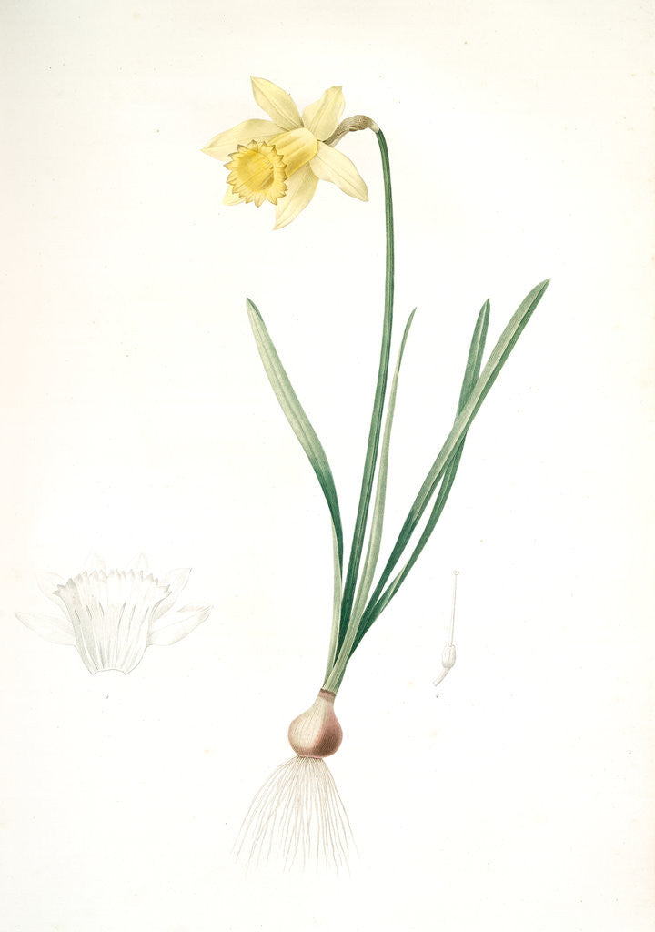 Detail of Narcissus pseudo-narcissus, Narcissus Pseudo-Narcissus, Daffodil Lent Lily by Pierre Joseph Redouté